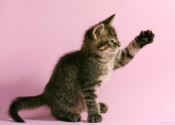 Most-Adorable-Kittens-Photographs-08-600x430 (600x430, 40Kb)