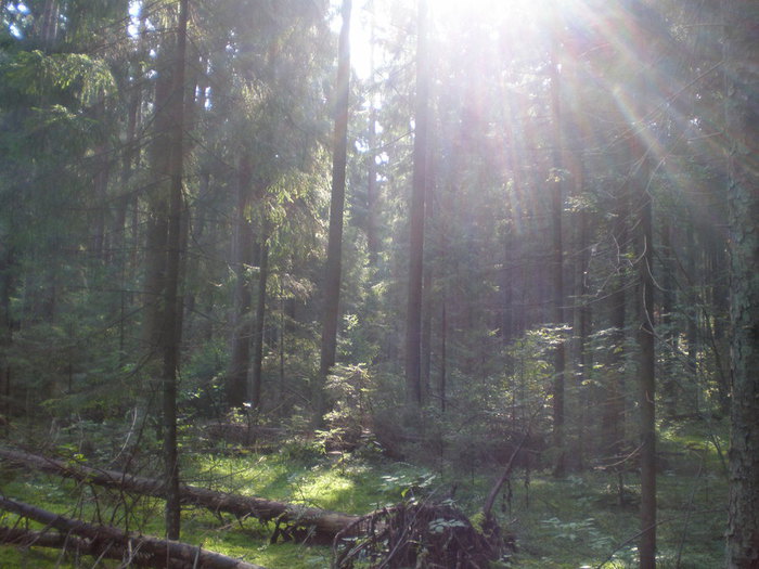 P9060016 (700x525, 87Kb)