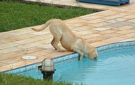 1264966804_dogs-cats-and-water-18 (448x281, 42Kb)