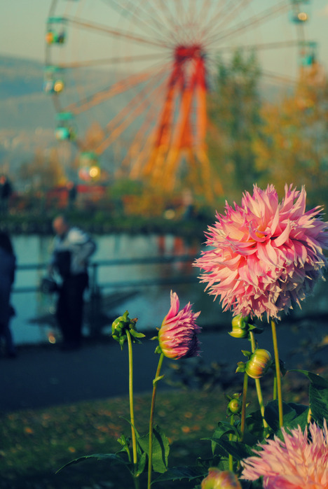DSC_0399 (468x700, 108Kb)