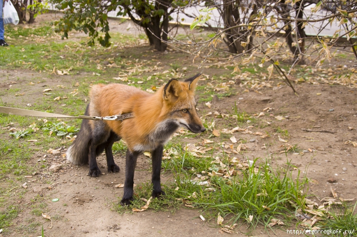 2830149_DSC_0004 (700x464, 371Kb)