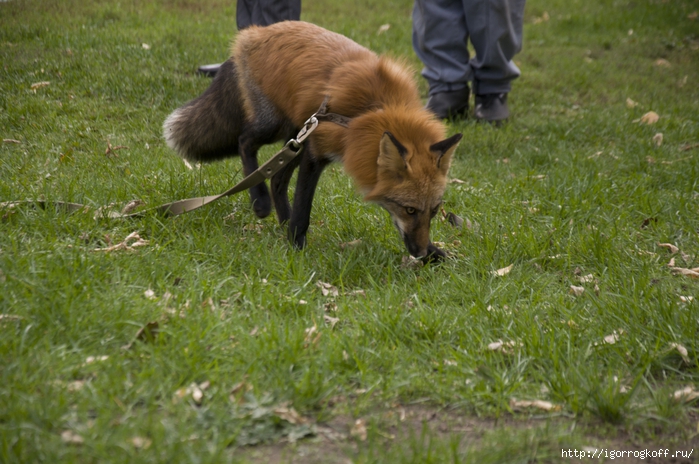 2830149_DSC_0005 (700x464, 295Kb)