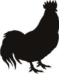  rooster (242x300, 8Kb)