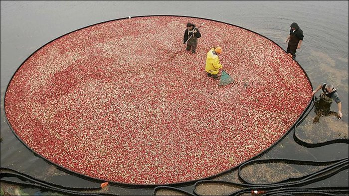 cranberry-02 (700x393, 117Kb)