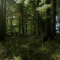 forest (120x120, 96Kb)