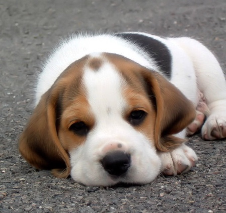 beagle-puppy (450x424, 82Kb)