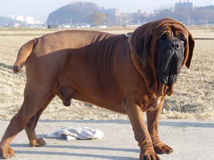 korean_mastiff_dosa_dogs_puppies_breeders_kennels581 (700x525, 384Kb)