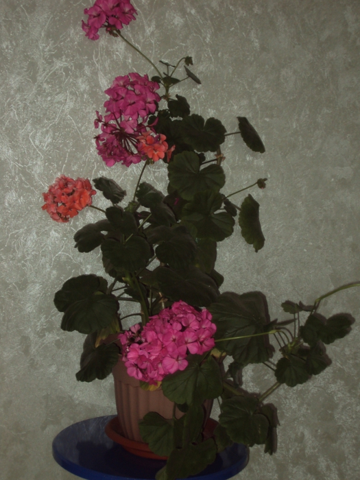 3833204_DSC04995 (525x700, 265Kb)