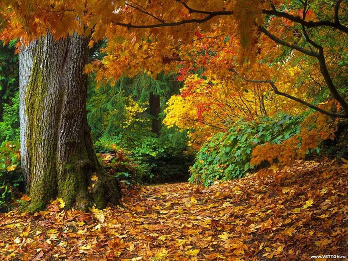 beautiful autumn (700x525, 185Kb)