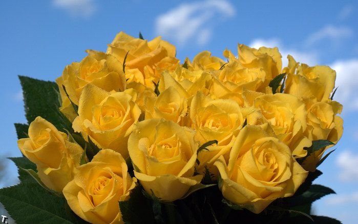 yellow_rose_14 (699x437, 54Kb)