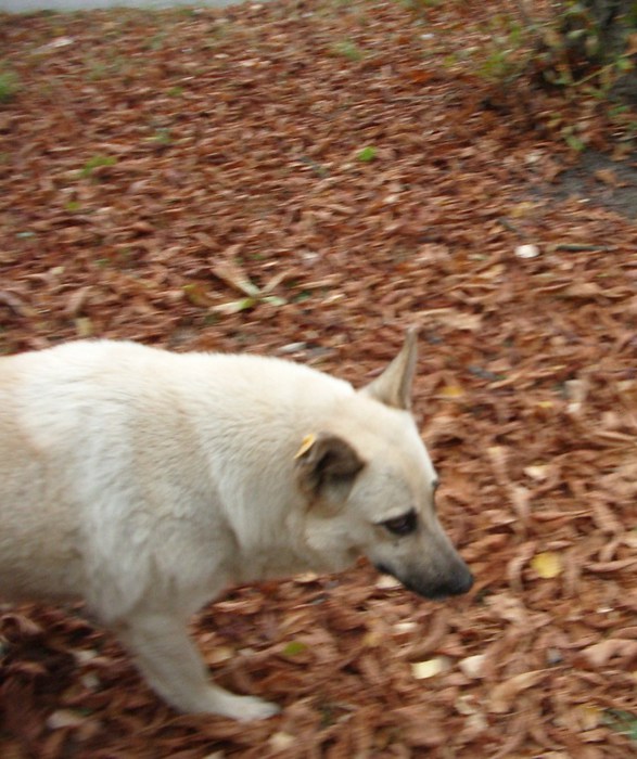 IMGP5756 (587x700, 102Kb)