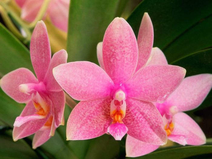 Pink_Orchids (700x525, 51Kb)