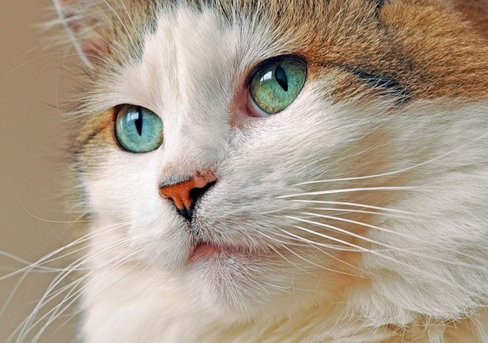 кошка с умными глазами (700x492, 112Kb)