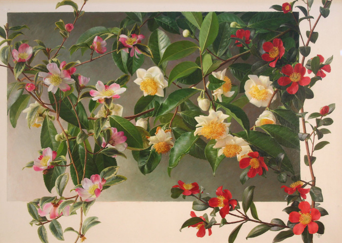 0006Raymond C. Booth - 'Three Winter Flowering Camellias' (700x498, 155Kb)