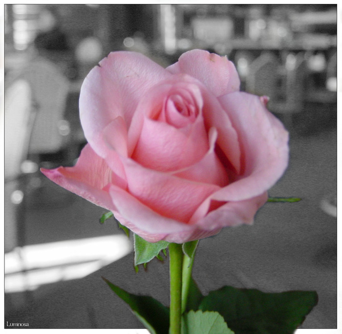 a_rose_is_a_rose_is_a_rose_ (700x683, 111Kb)