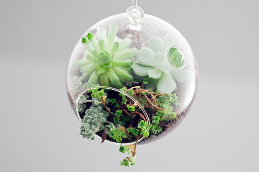 mini-terrarium-u-sebya-doma1 (526x351, 23Kb)