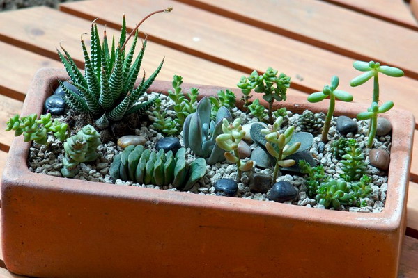 succulent-garden-in-home-and-outdoor2-15 (600x400, 89Kb)