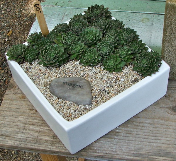 succulent-garden-in-home-and-outdoor3-6 (600x550, 144Kb)