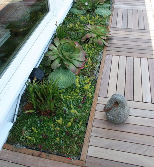 succulent-garden-in-home-and-outdoor5-1 (500x540, 99Kb)