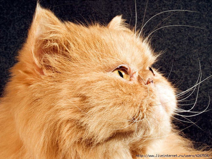 4267534_78700765_large_4267534_1733persian_cat (700x525, 377Kb)