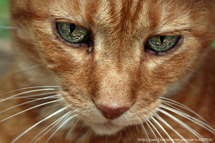 4267534_78700770_large_4267534_orange_cat_by_neiood46lwyd (700x466, 244Kb)