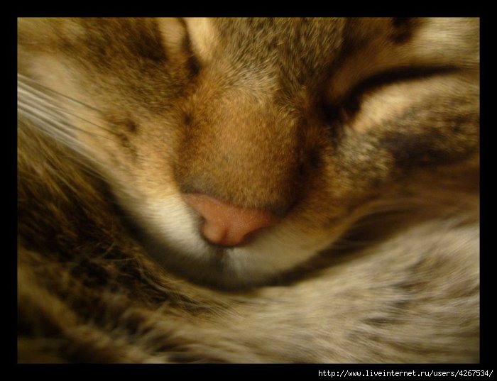 4267534_78700772_large_4267534_Landscape_of_a_cat_by_AinaShadox (700x537, 146Kb)