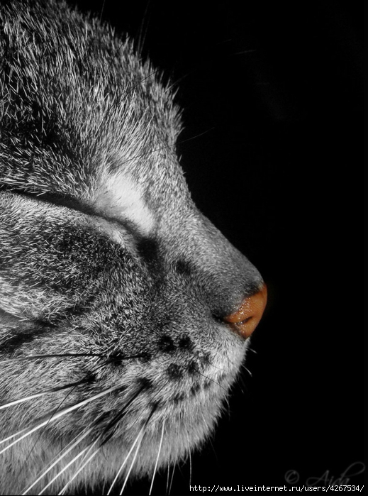 4267534_78700776_large_4267534_an_animal_by_stockholm__syndromed1cn9kq (519x699, 222Kb)