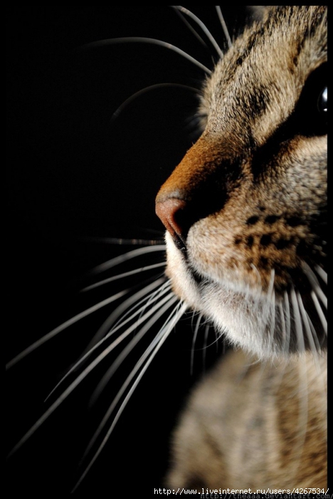 4267534_78700779_large_4267534_cat_by_theaaa (468x700, 178Kb)