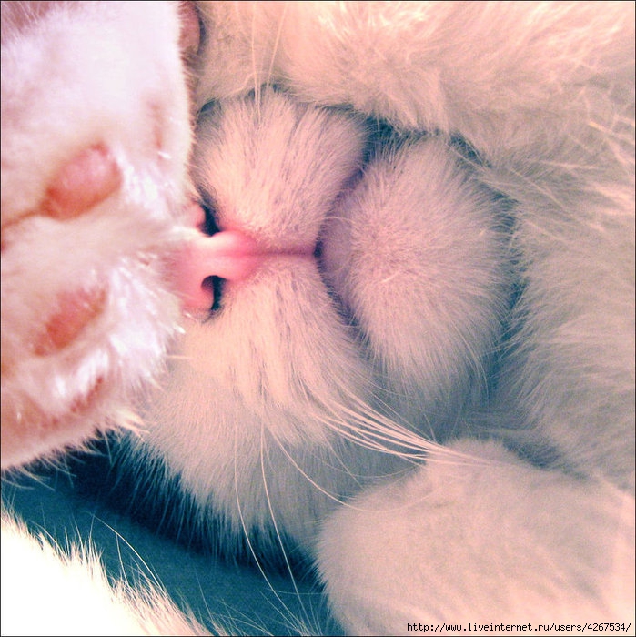 4267534_78700785_large_4267534_sweety_cat_by_diamondrwolfd3frpld (699x700, 314Kb)