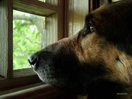 1248961094_1248730173_1512615 (448x336, 34Kb)