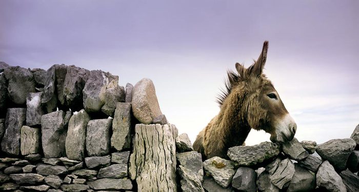 Donkey_ROW1675483997 (700x374, 52Kb)