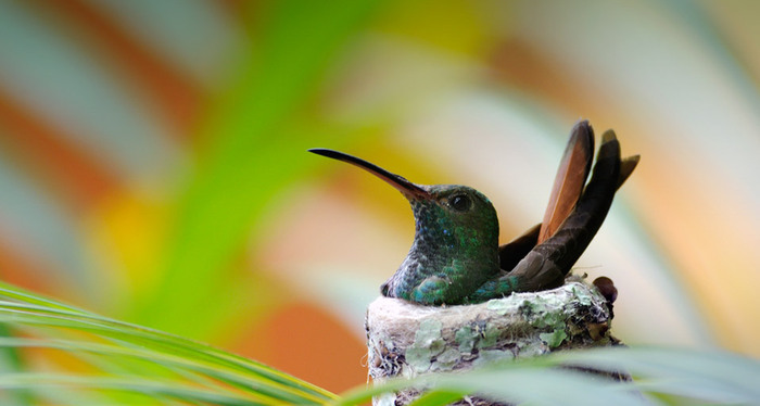 HummingbirdCostaRica_ROW1005481510 (700x374, 58Kb)