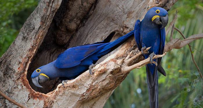 Macaws_ROW1154605144 (700x374, 52Kb)