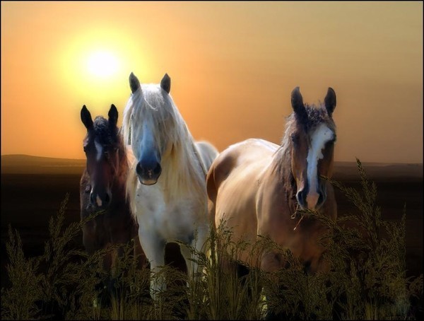 1267024034_sundown_by_lauraest (600x454, 54Kb)