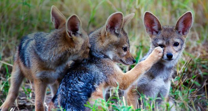 PawFaceTrio_ROW961942717 (700x374, 50Kb)
