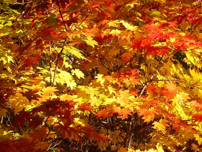 1317749157_2a5f465c3091a86367e1056001c651c5 (700x525, 414Kb)