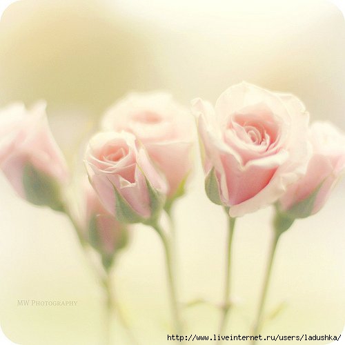  (500x500, 75Kb)