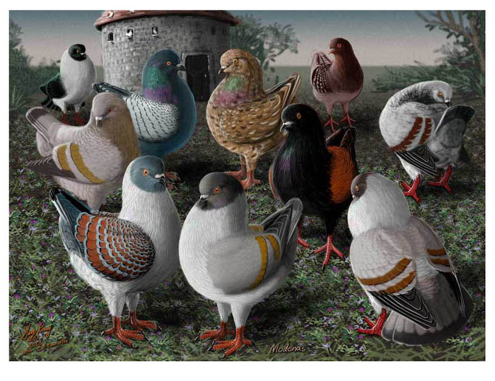Modena's-Tunnicliffe  (700x539, 148Kb)