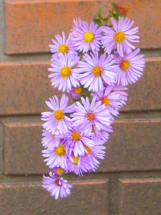 Как выглядит сентябринка цветок фото