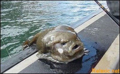 fishes-like-people1 (400x247, 40Kb)