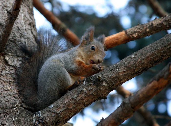 0_11ed_30607f53_XL (700x516, 113Kb)