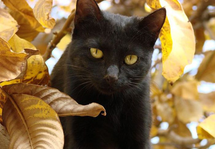 autumn_cat (700x484, 52Kb)