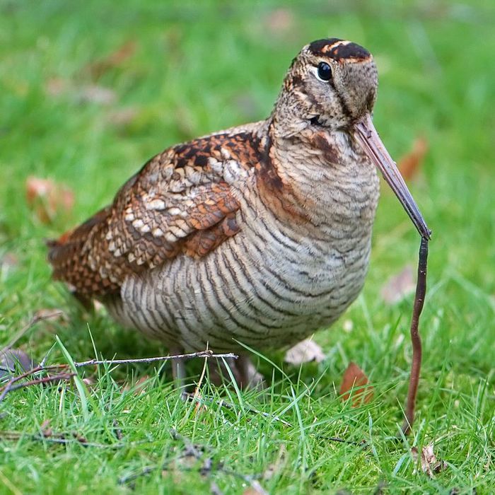 Woodcock_earthworm (700x700, 104Kb)