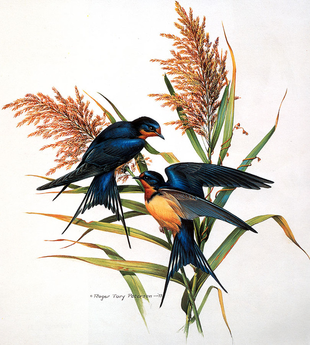 Barn Swallows 1973 RogerToryPeterson (630x700, 200Kb)