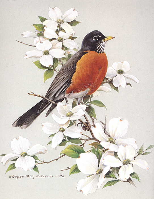 Roger Tory Peterson-American Robin With Dogwood (542x700, 523Kb)