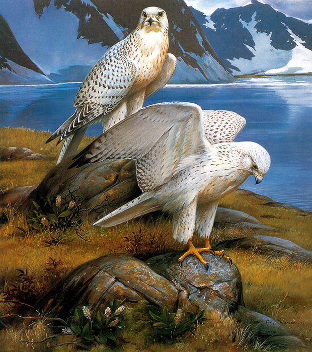 Gyrfalcons Greenland 1979 RogerToryPeterson (620x700, 266Kb)