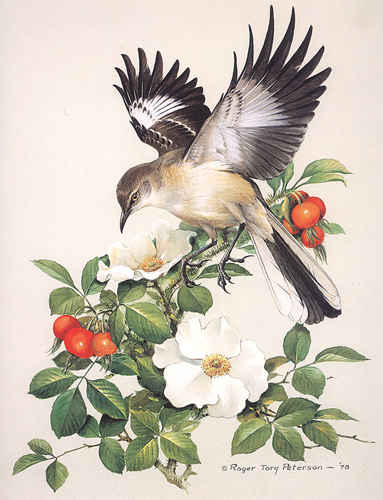 Northern Mockingbird Doing Wing Displ (537x700, 180Kb)