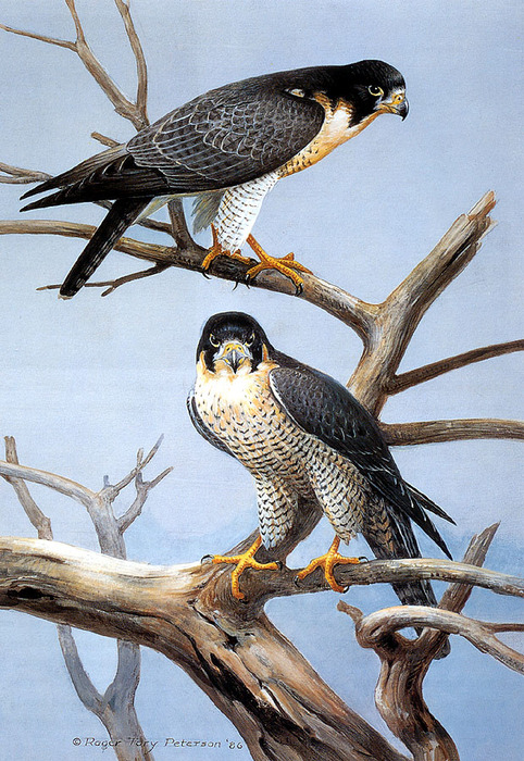 Peregrine Falcon 1986 (482x700, 183Kb)