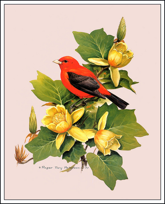 Scarlet Tanager (567x700, 369Kb)