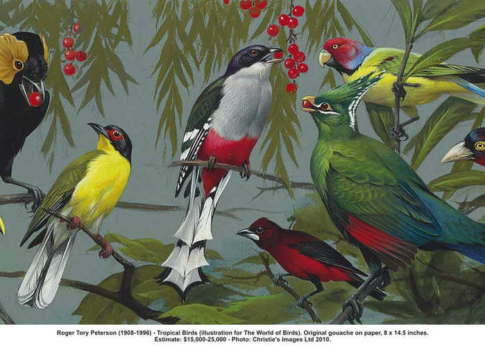 Roger-Tory-Peterson-Tropical-Birds (700x500, 58Kb)